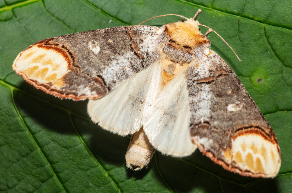Phalera bucephala - sárgafoltos púposszövő