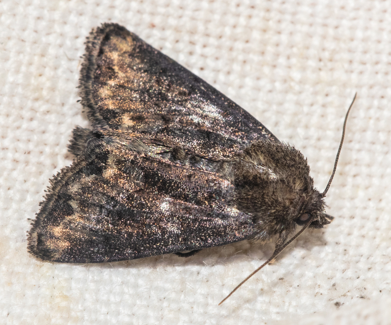 Oligia strigilis/latruncula/versicolor