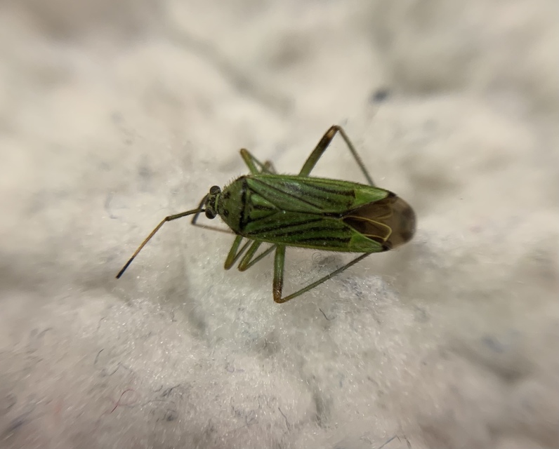 Mermitelocerus schmidtii