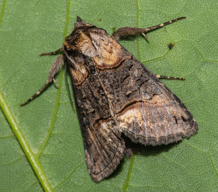 Abrostola asclepiadis - barnaövű csalánbagoly