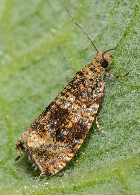 Celypha lacunana - vízparti tükrösmoly