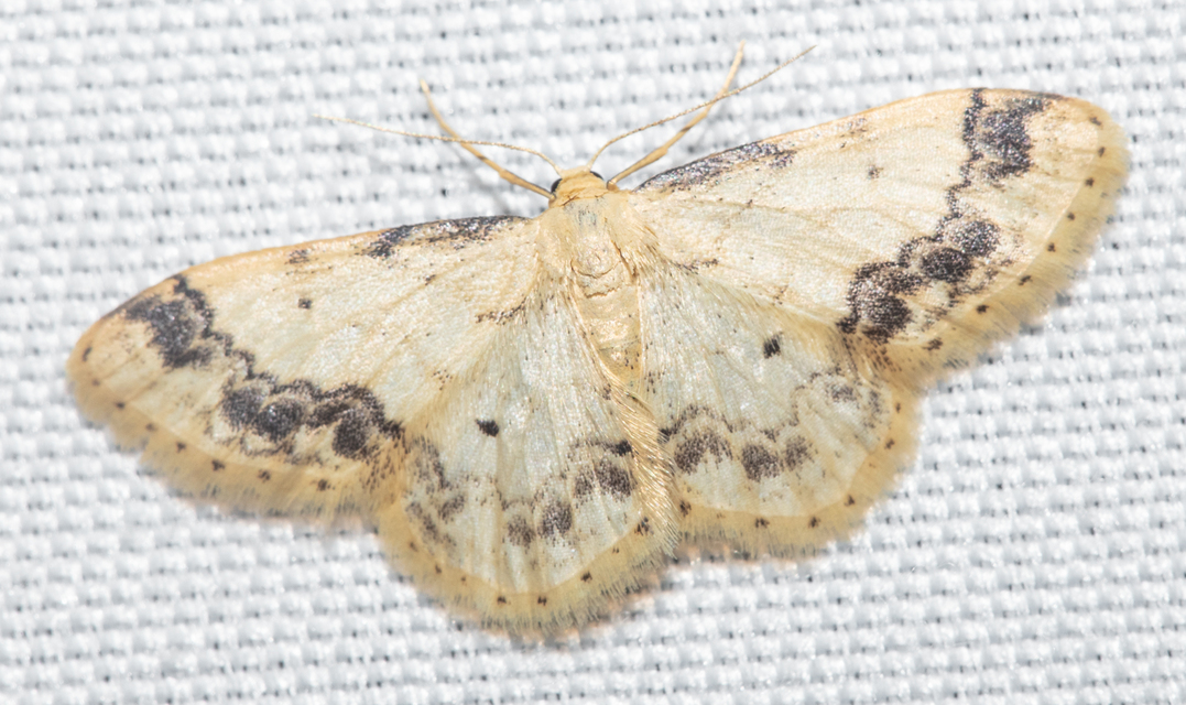 Idaea trigeminata - csúcsfoltos apróaraszoló