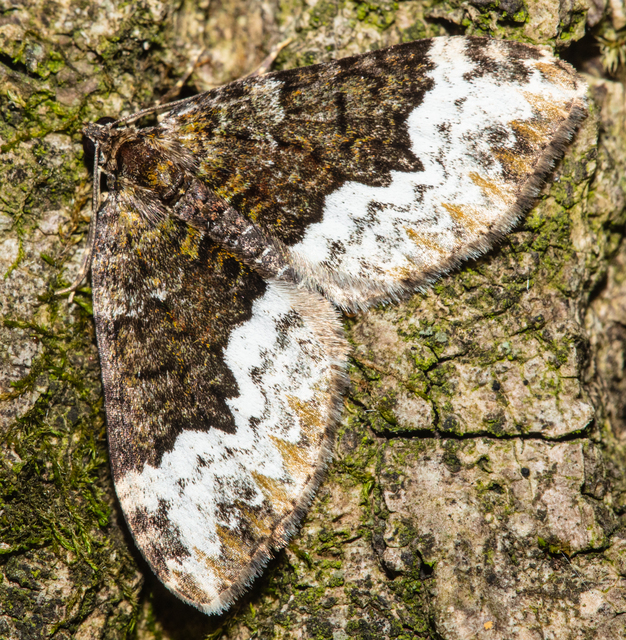 Euphyia biangulata - szegletes tarkaaraszoló
