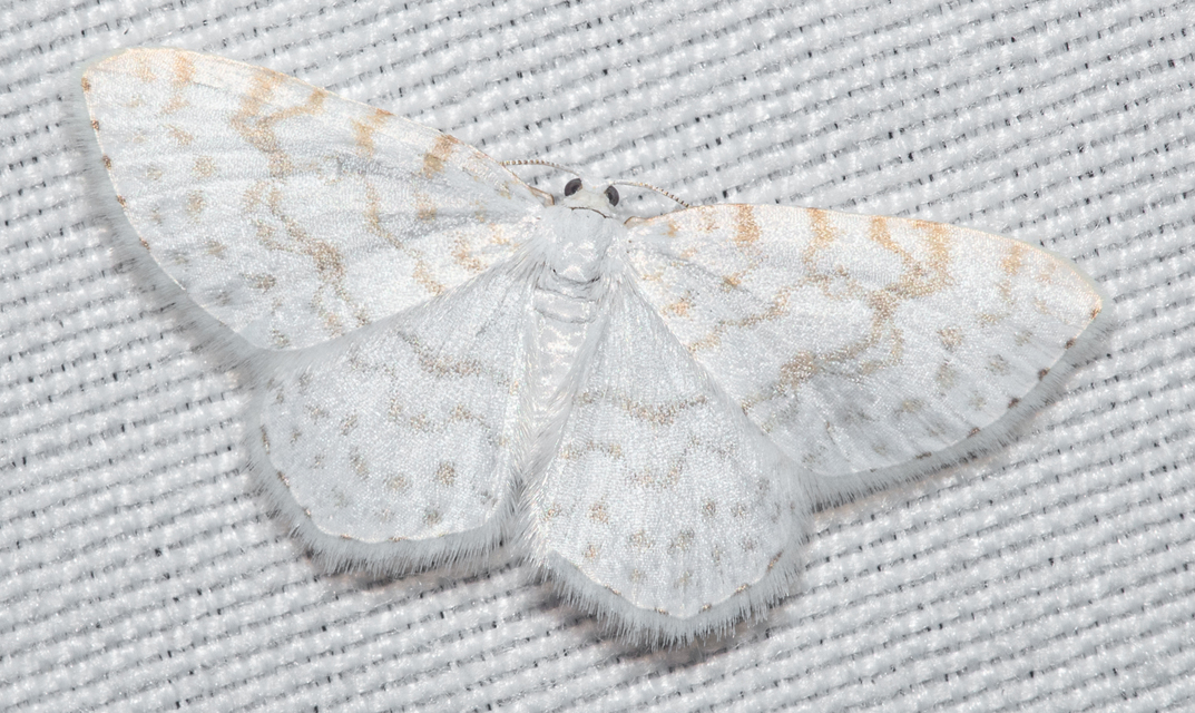 Asthena albulata - gyertyán-fehéraraszoló