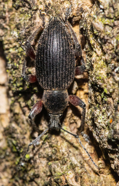 Otiorhynchus hungaricus - magyar gyalogormányos