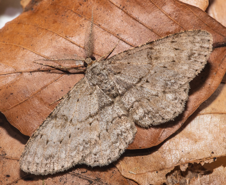 Hypomecis punctinalis - pettyes faaraszoló