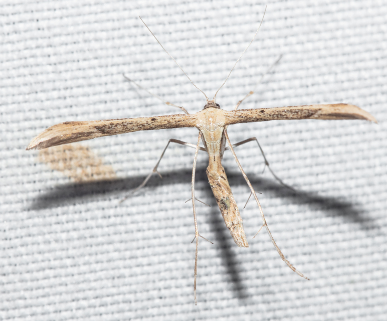 Pterophoridae - tollasmolyfélék