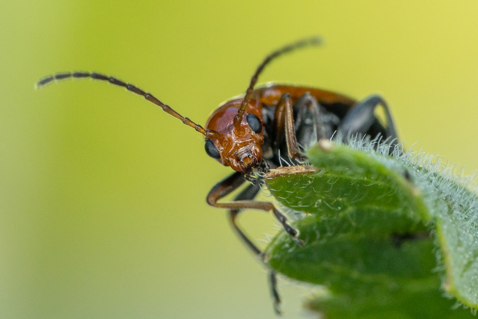 Phyllobrotica adusta - pusztai karcsú-olajosbogár