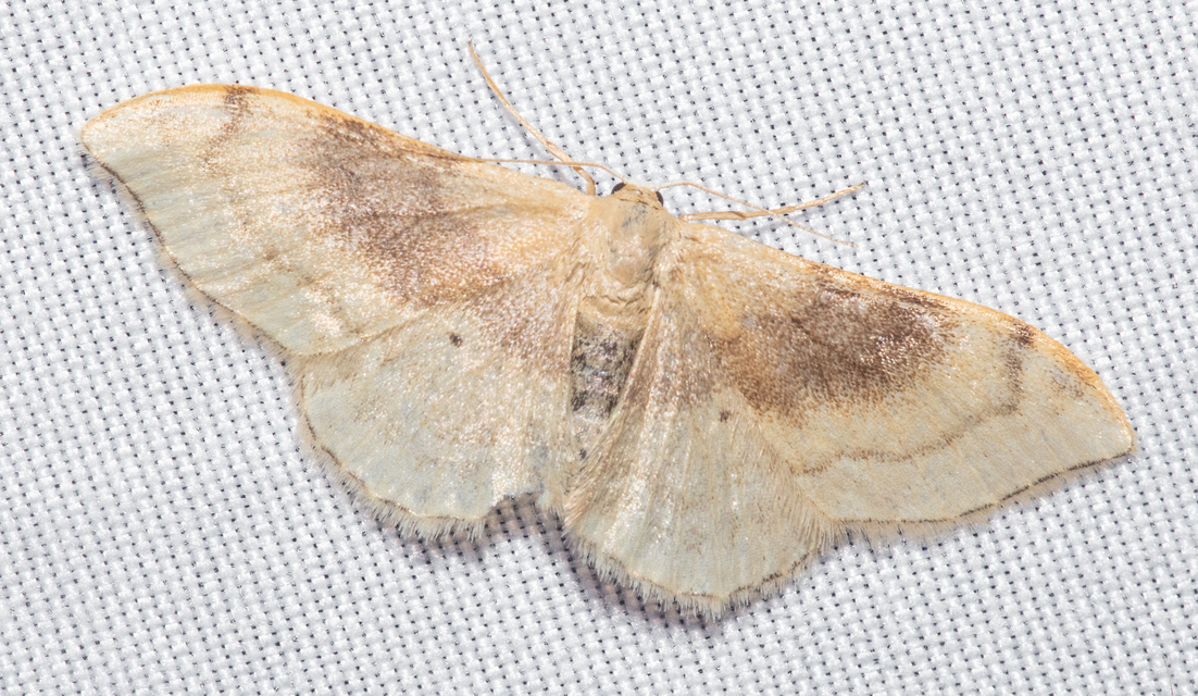 Idaea degeneraria - barnasávos araszoló