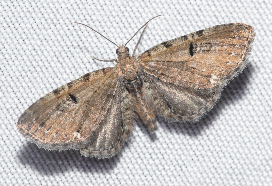 Eupithecia absinthiata - üröm-törpearaszoló