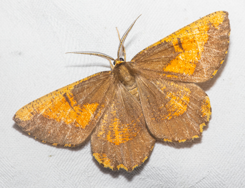 Angerona prunaria - sárga kökényaraszoló