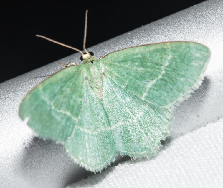 Chlorissa cloraria - sárgászöld araszoló