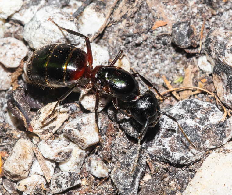 Camponotus ligniperda - faodvasító lóhangya