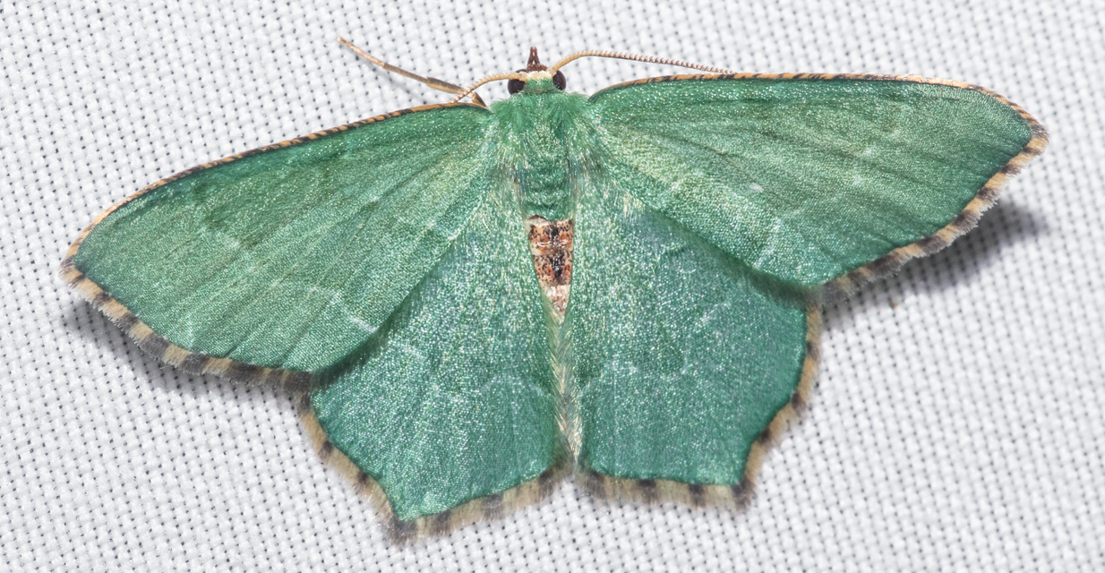 Hemithea aestivaria - nyír-zöldaraszoló