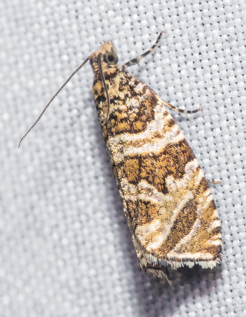 Celypha rivulana - dudvasodró tükrösmoly