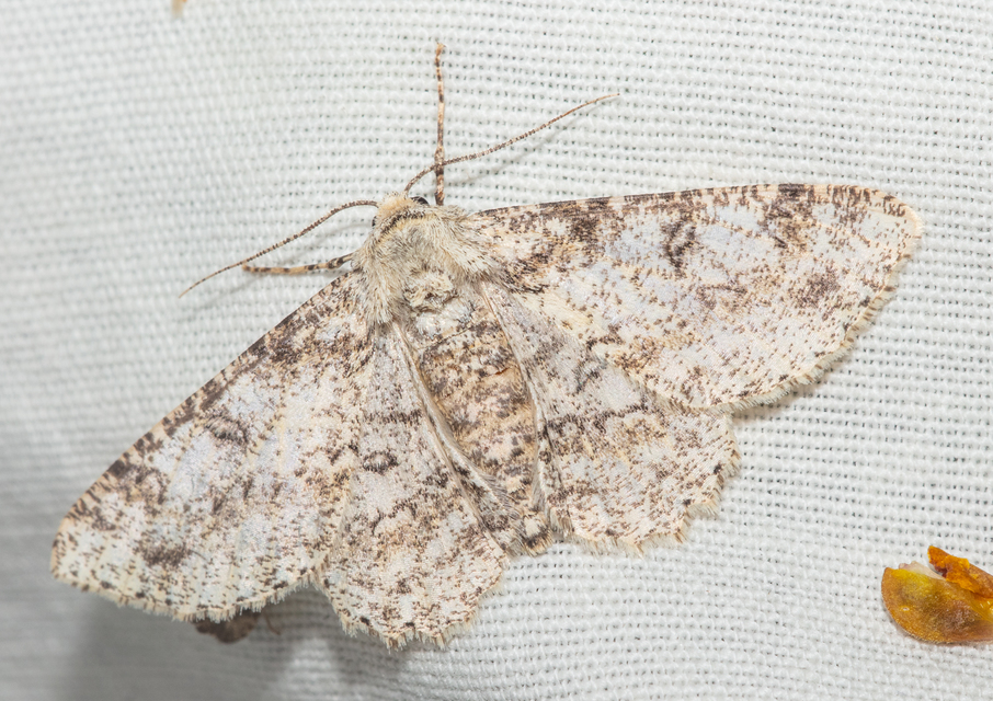 Ascotis selenaria - holdas faaraszoló