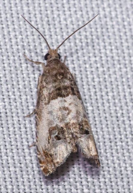 Notocelia