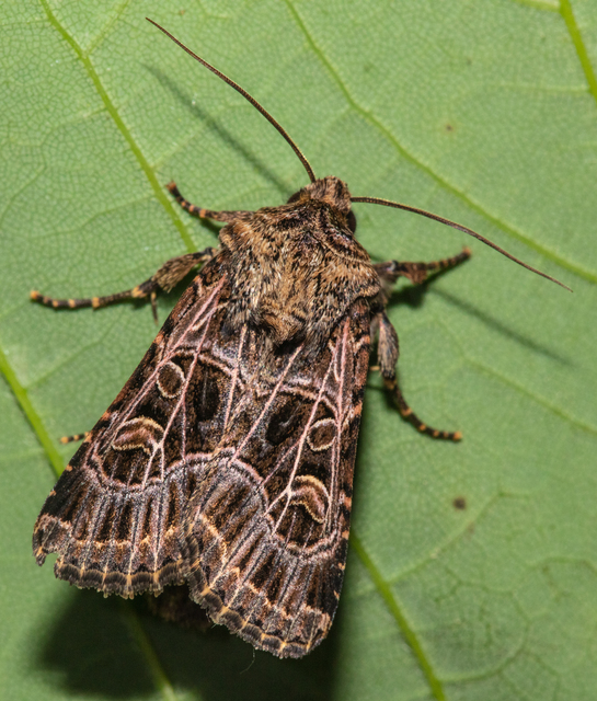 Heliophobus reticulata - fehéreres kertibagoly