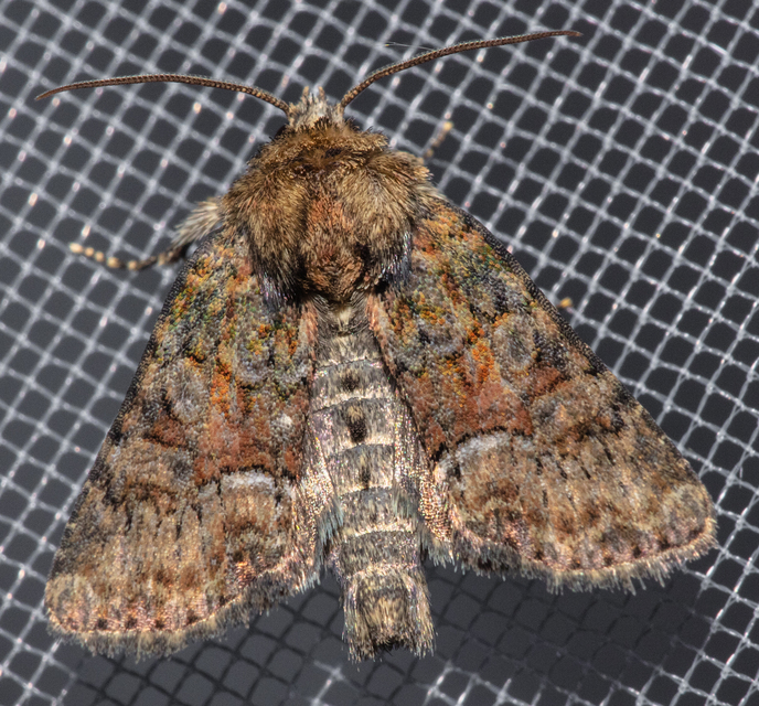 Oligia strigilis/latruncula/versicolor