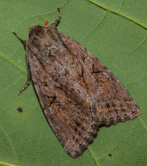 Apterogenum ypsillon - ipszilon-erdeibagoly
