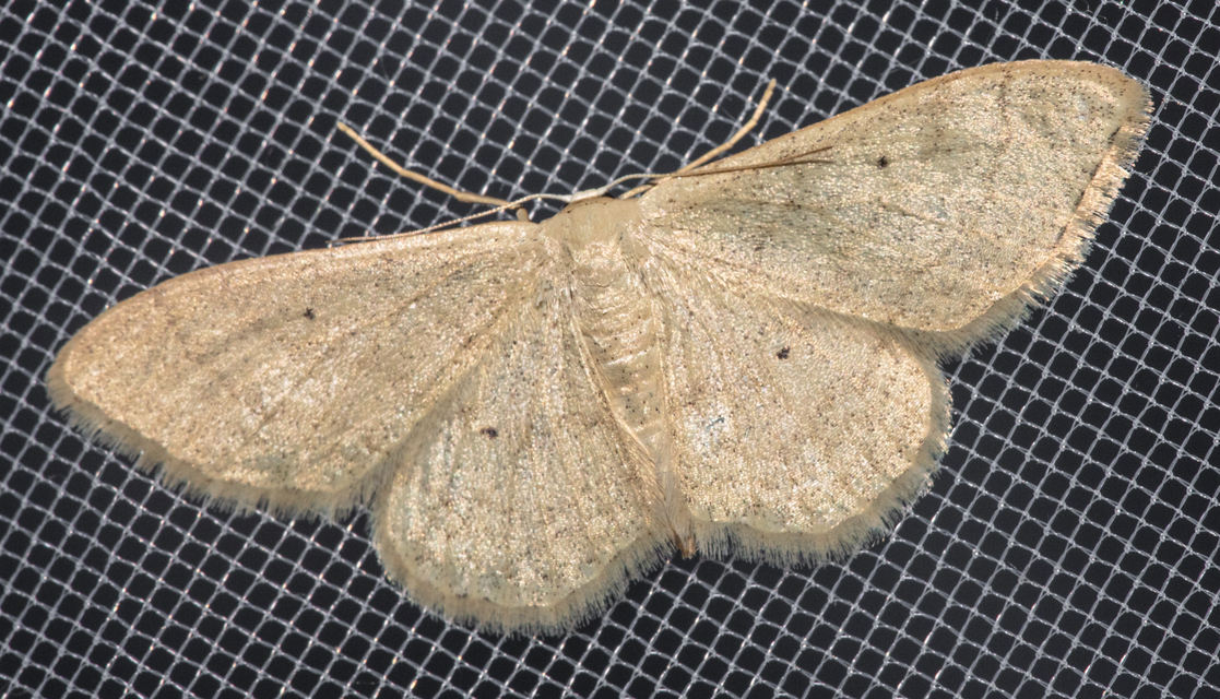 Idaea straminata - szalmasárga sávosaraszoló
