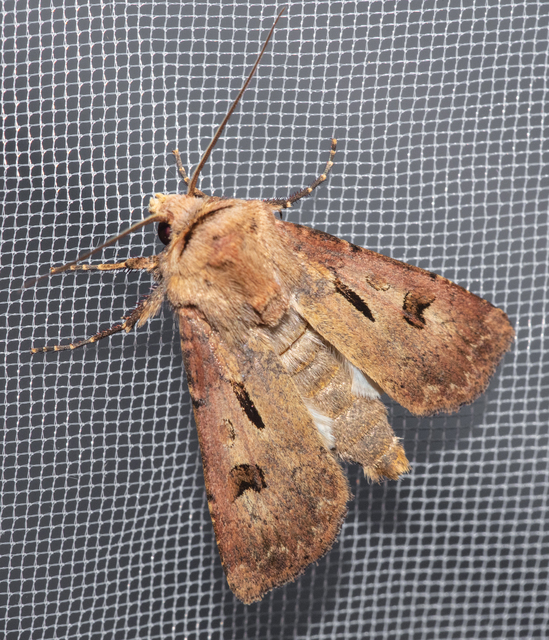 Agrotis exclamationis - felkiáltójeles földibagoly