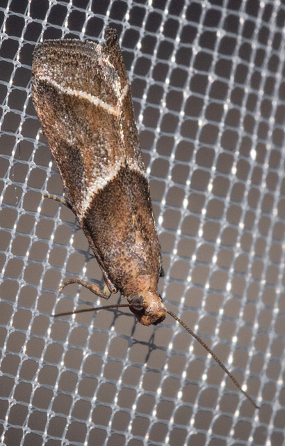 Nyctegretis lineana - agátszínű karcsúmoly