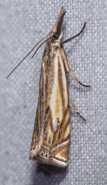 Crambus lathoniellus - mezei fűgyökérmoly