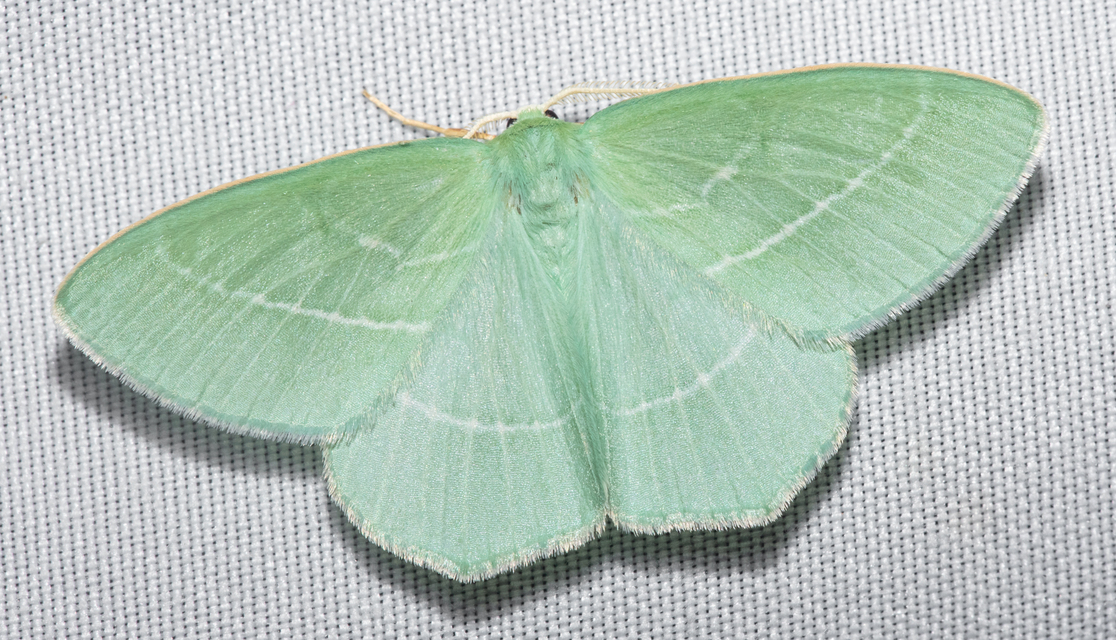 Hemistola chrysoprasaria - kékes zöldaraszoló