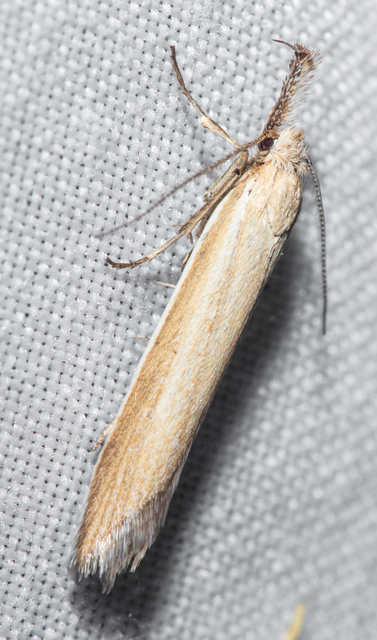 Pleurota