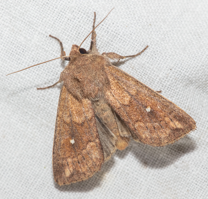 Mythimna albipuncta - fehérpettyes rétibagoly