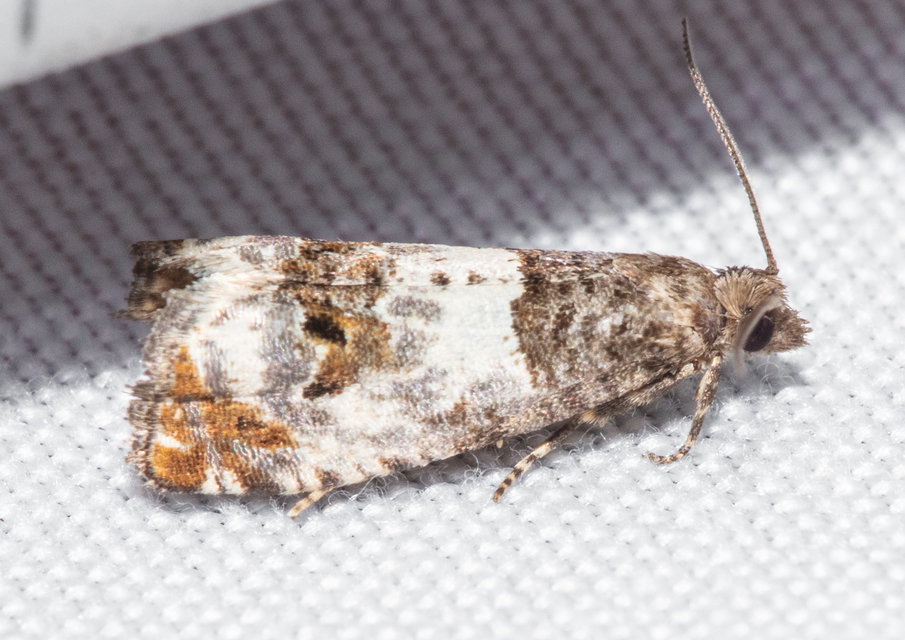 Notocelia trimaculana - galagonya-tükrösmoly