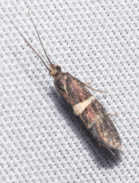 Eidophasia messingiella - kakukktormamoly