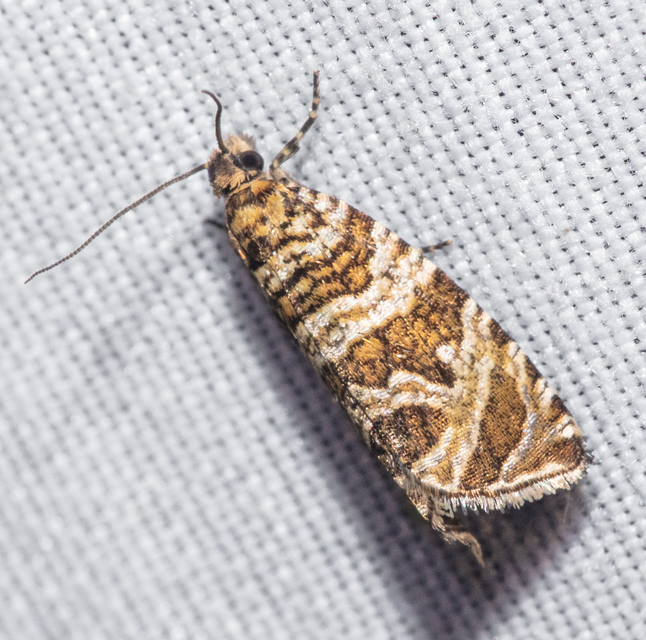 Celypha rivulana - dudvasodró tükrösmoly