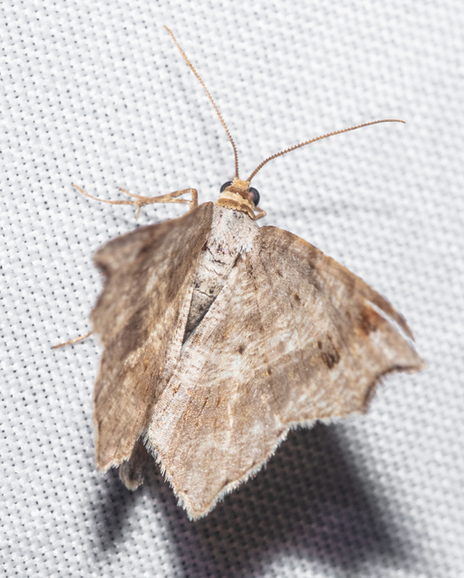 Macaria alternata - közönséges szürkearaszoló