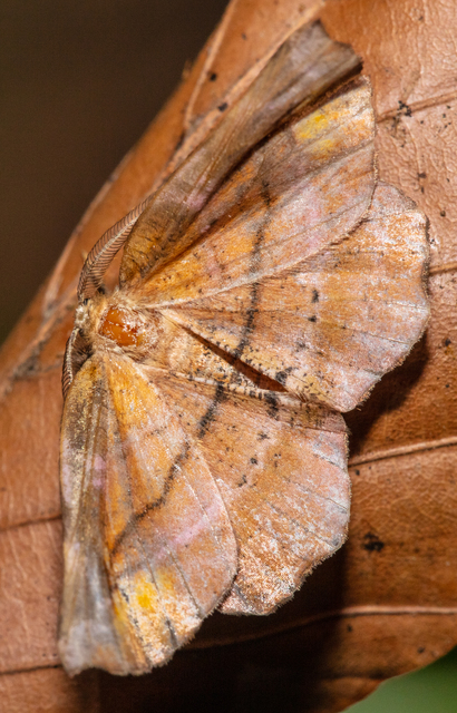 Apeira syringaria - orgona-araszoló
