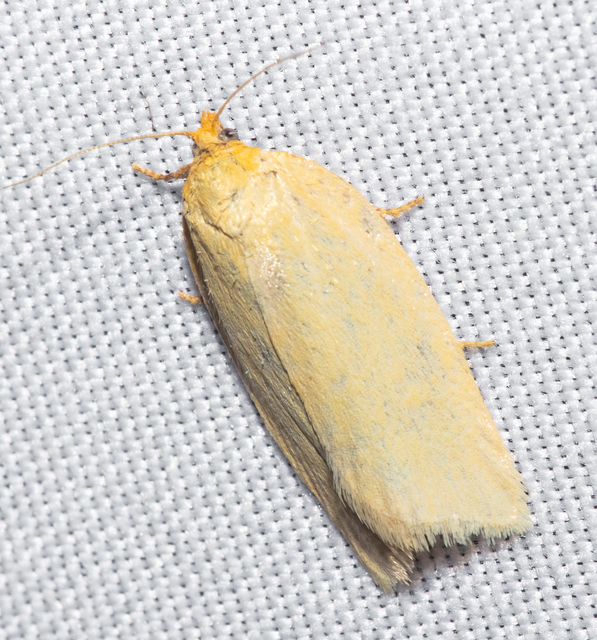 Aphelia