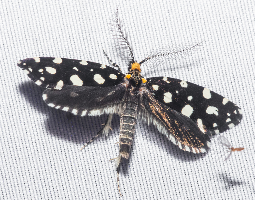 Euplocamus anthracinalis - fésűscsápú korhadékmoly