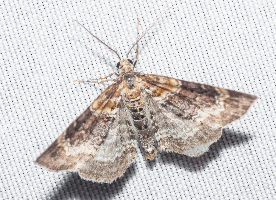 Xanthorhoe spadicearia - sávos tarkaaraszoló