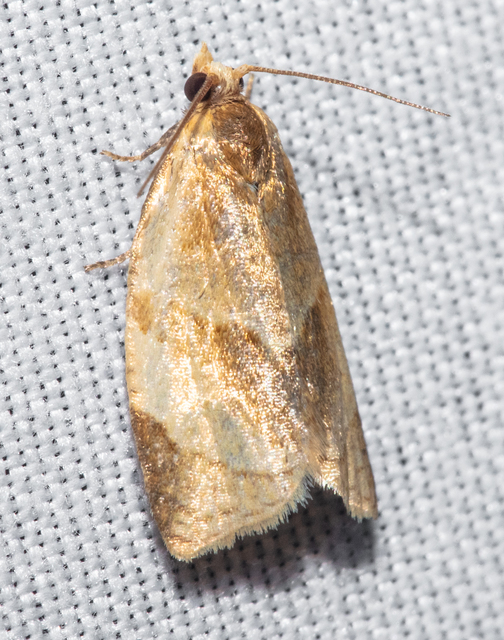 Clepsis rurinana - fakó sodrómoly