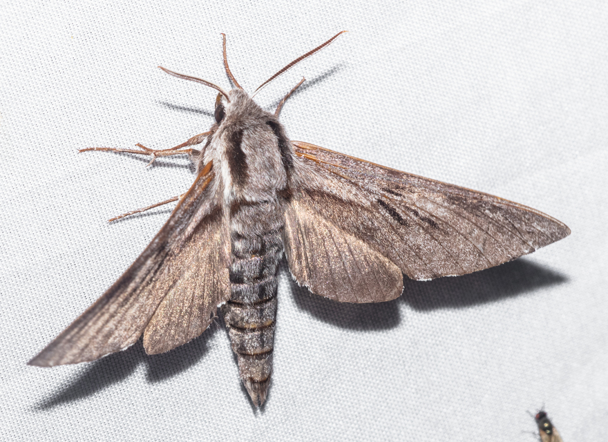 Hyloicus pinastri - fenyőszender