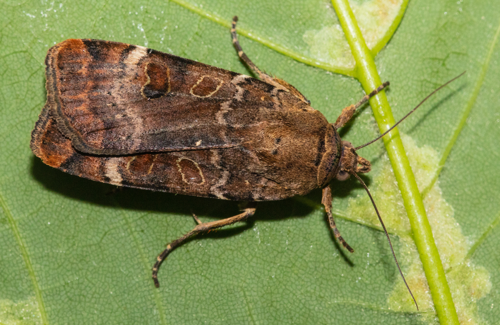 Noctua interposita - köztes sárgafűbagoly