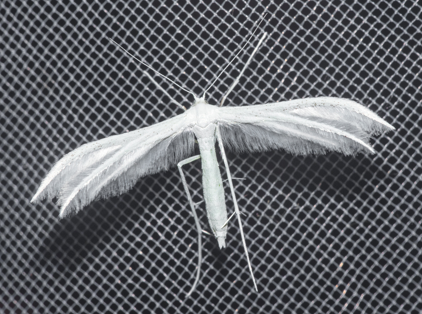 Pterophorus pentadactyla - fehér tollasmoly