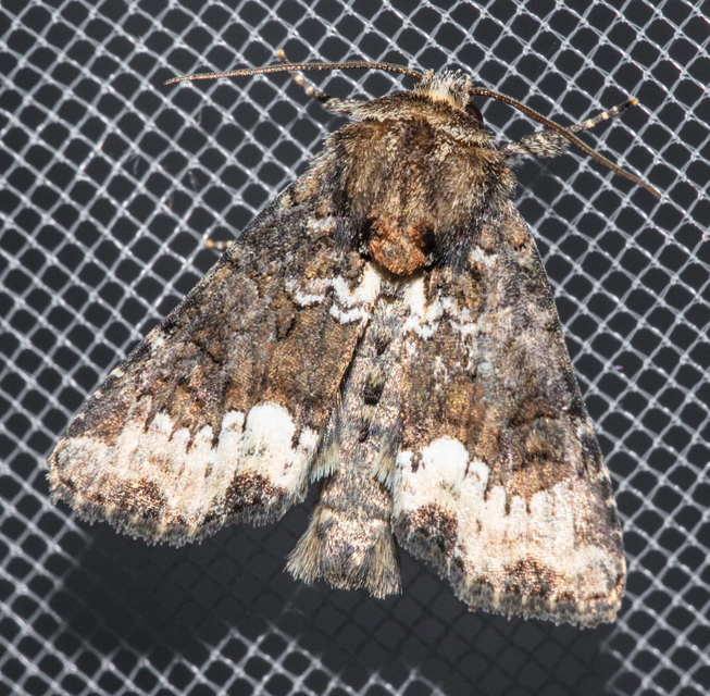 Oligia strigilis - kormos dudvabagoly