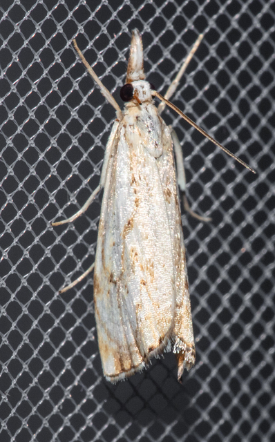 Catoptria falsella - hálós fűgyökérmoly