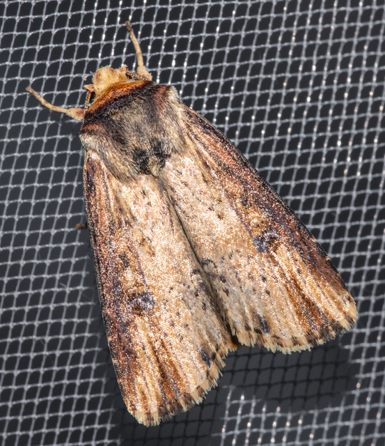 Axylia putris - vonalkás földibagoly