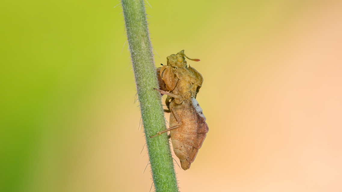 Phymata crassipes - fogólábú poloska