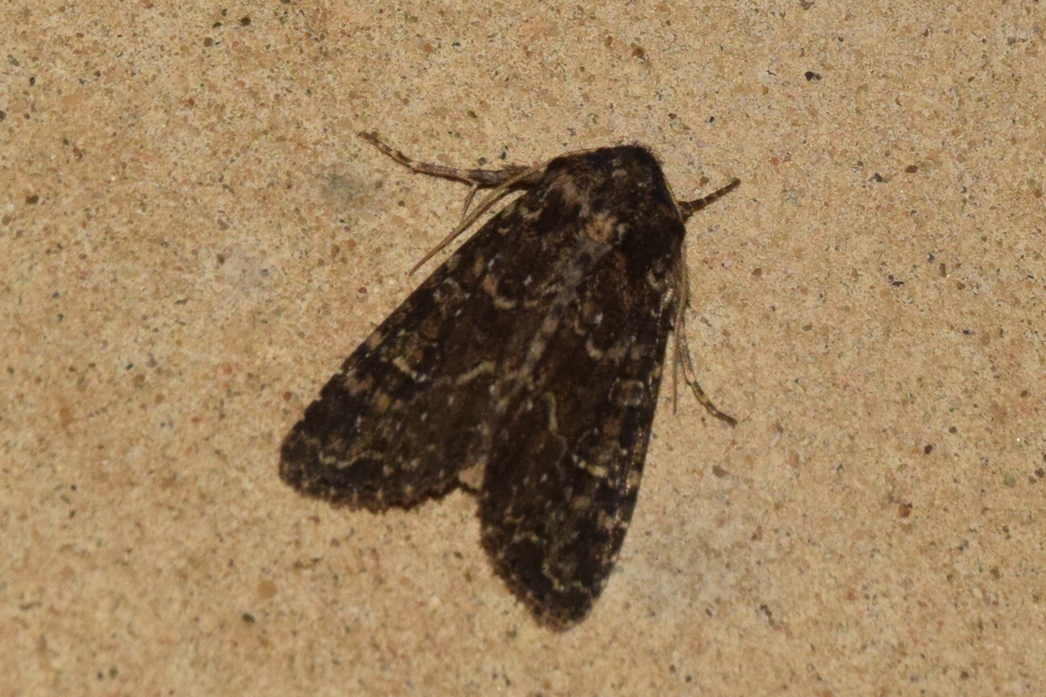 Apamea remissa - erdei dudvabagoly