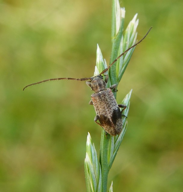 Exocentrus punctipennis - szilfa-rőzsecincér