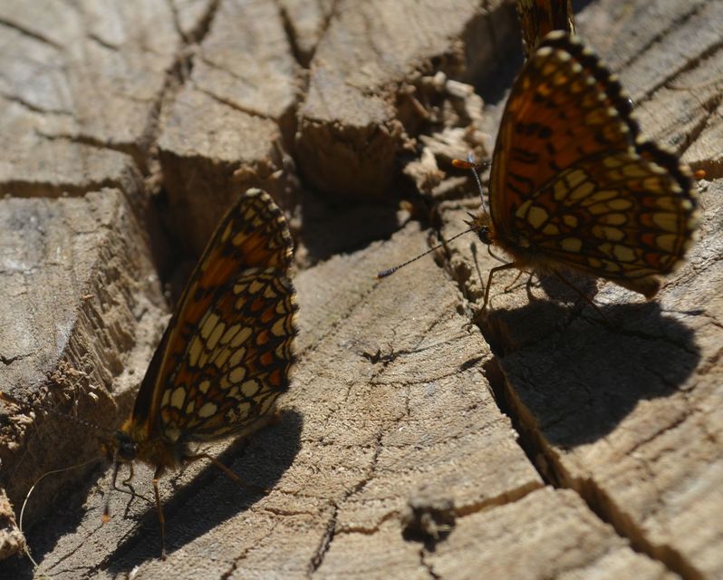 Melitaea britomartis - barnás tarkalepke